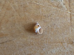 Austrolittorina