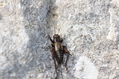 Eunemobius carolinus