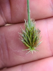 Cyperus plukenetii