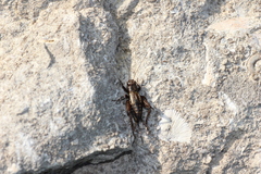 Eunemobius carolinus