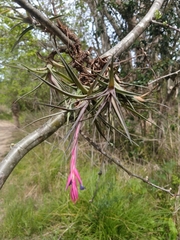 Tillandsia aeranthos