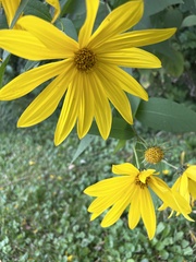 Helianthus strumosus