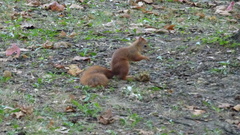 Sciurus vulgaris