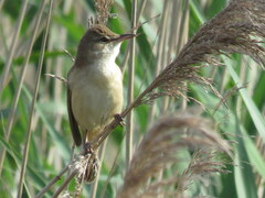 Acrocephalus arundinaceus