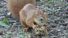 Sciurus vulgaris