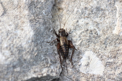 Eunemobius carolinus