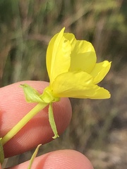 Oenothera parviflora