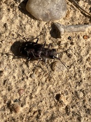 Cicindela tranquebarica