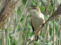 Acrocephalus arundinaceus