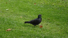 Columba livia domestica
