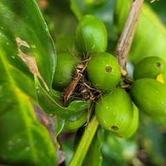 Ophiocordyceps humbertii