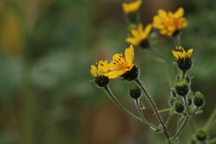 Simsia amplexicaulis