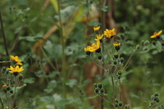 Simsia amplexicaulis