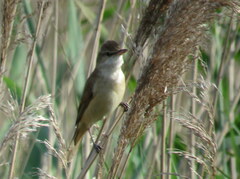 Acrocephalus arundinaceus