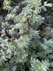 Dalea bicolor