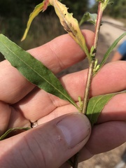 Oenothera parviflora