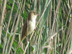Acrocephalus arundinaceus