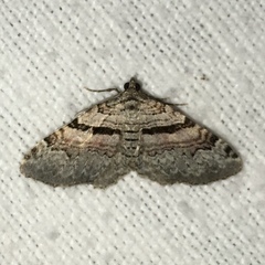 Xanthorhoe packardata