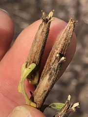 Oenothera parviflora
