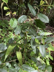 Chrysophyllum oliviforme