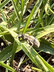 Naupactus