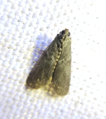 Oreana unicolorella