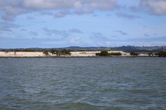 Larus dominicanus dominicanus