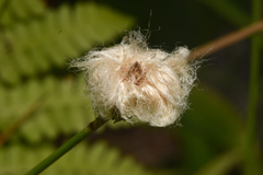 Eriophorum