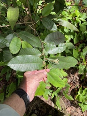 Chrysophyllum oliviforme