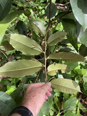 Chrysophyllum oliviforme