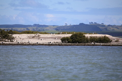 Larus dominicanus dominicanus