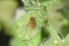 Parhelophilus frutetorum