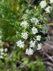 Astylus quadrilineatus