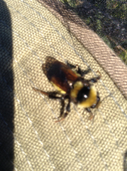 Bombus borealis image