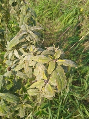 Monarda fistulosa