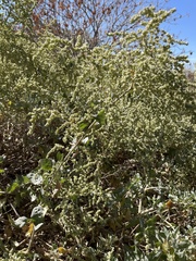 Atriplex lentiformis