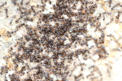 Tetramorium