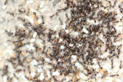 Tetramorium