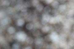 Tetramorium