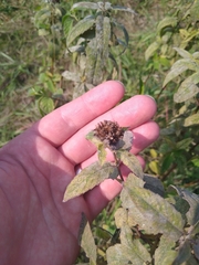 Monarda fistulosa