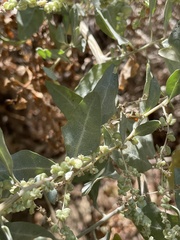 Atriplex lentiformis