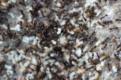 Tetramorium