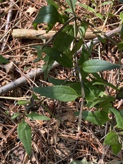Eupatorium serotinum