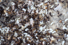 Tetramorium
