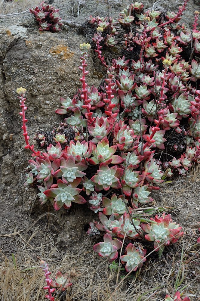 Dudleya farinosa