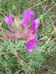 Astragalus varius