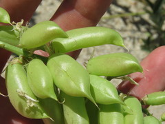Astragalus pomonensis