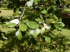 Quercus fusiformis