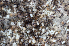 Tetramorium