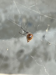 Argyrodes
